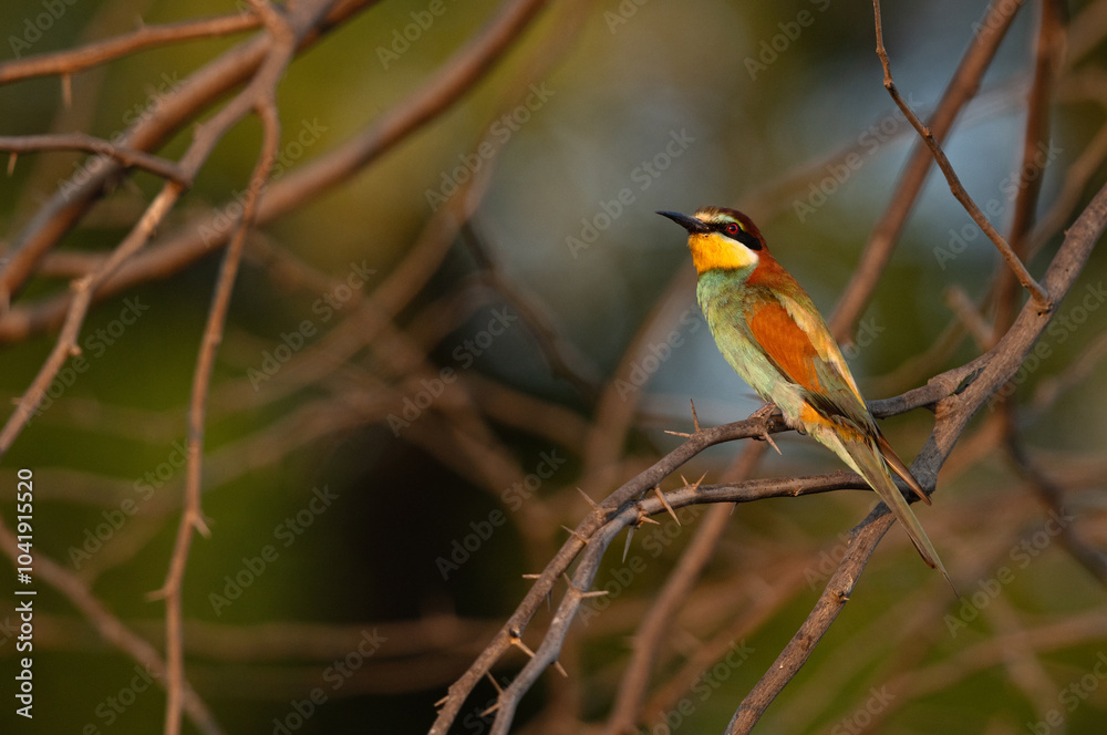 Fototapeta premium European bee-eater observing bee nearby perched on a tree, Bahrain