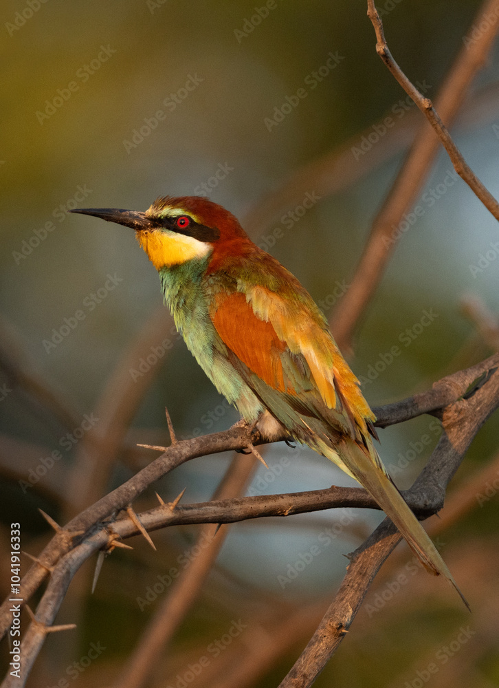 Fototapeta premium Closeup of a European bee-eater perched on a tree, Bahrain