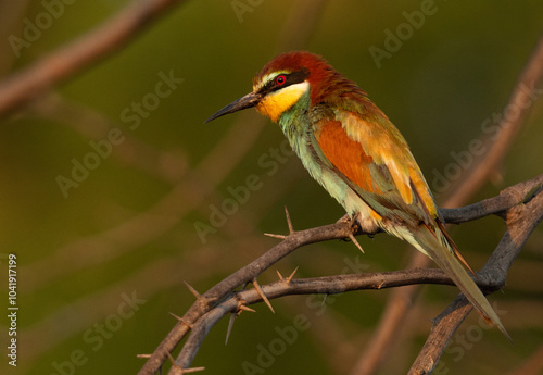 European bee-eater perched on a tree in the morning light, Bahrain photo