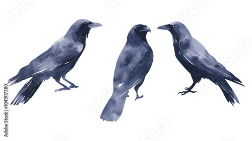 Three artistic depictions of ravens in various stances against a transparent background, showcasing their detailed features and dark plumage.