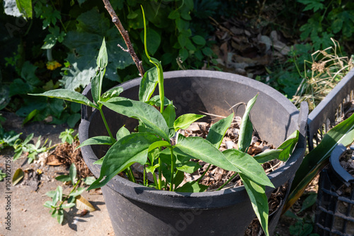 Fresh Chinese herbal medicine Pinellia photo