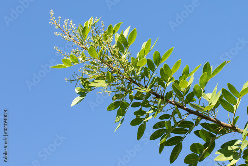 A branch of Brazilian peppertree (Schinus terebinthifolia) in autumn photo