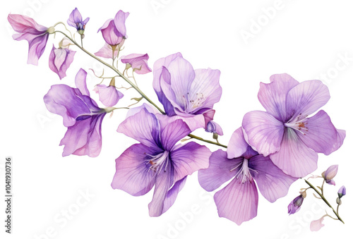 PNG Purple flower blossom petal plant.