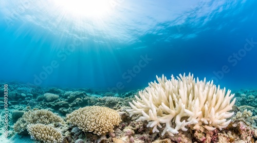 A vibrant underwater scene featuring colorful coral formations illuminated by sun rays filtering through clear ocean water.