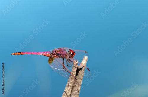 A beautiful red veined darter perching on a twig at a river side photo