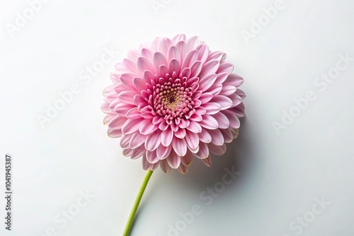 Delicate pink flower on white background aerial view