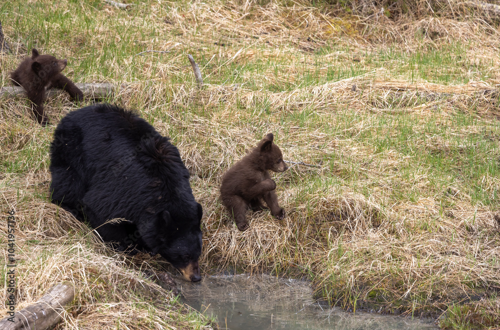 Black Bear Sow With Cubs in Springtime in Yellowstone National Park Wyoming Black Bear Sow With Cubs in Springtime in Yellowstone National Park Wyoming