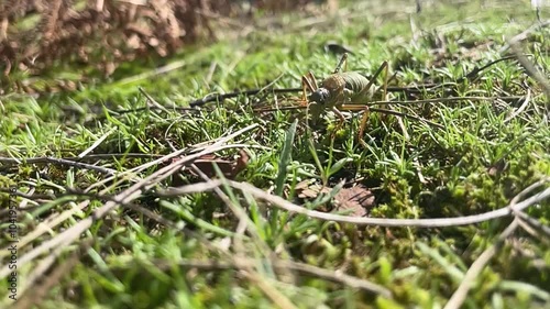 Close-Up Slow Motion of a Grasshopper Walking Over Short Grass Towards Camera