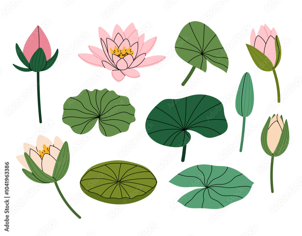 Water lily. Set vector illustrations elegant lily flower. Buds and leaves lotus or water lily. For summer prints, invitations, cards, posters.