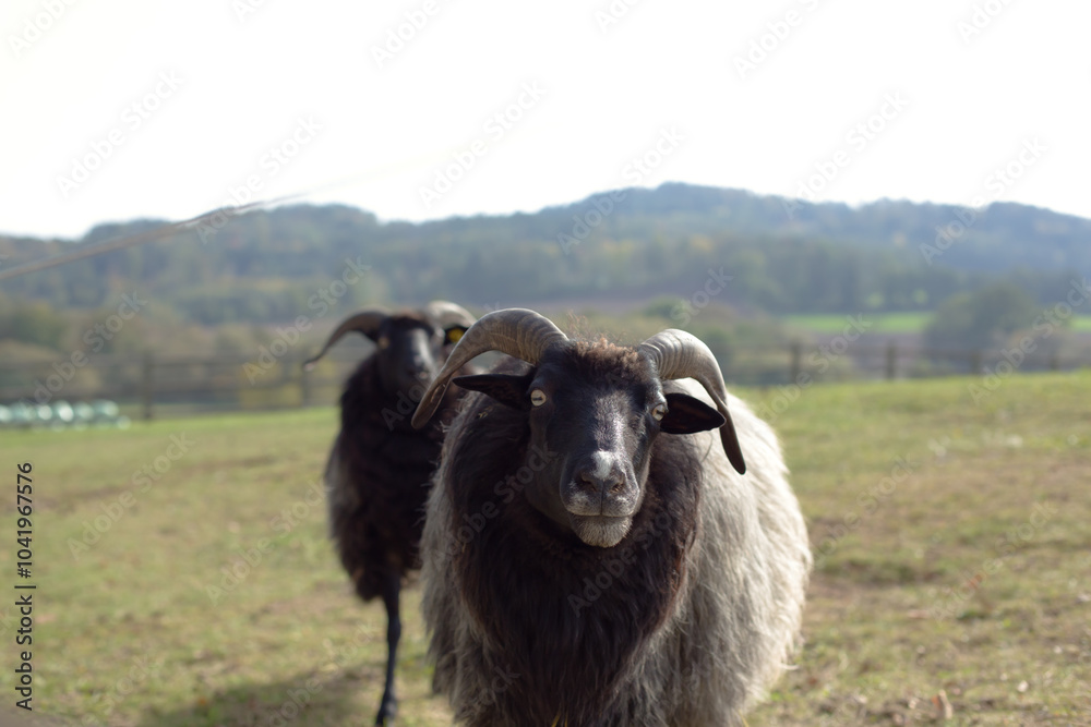Fototapeta premium Close-Up Photo of a Sheep Standing Gracefully in Green Meadow