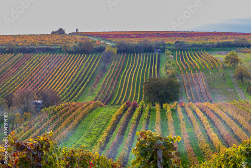 Beautiful landscape of colorful autumn vineyards in the Czech Republic near the village of Cejkovice photo