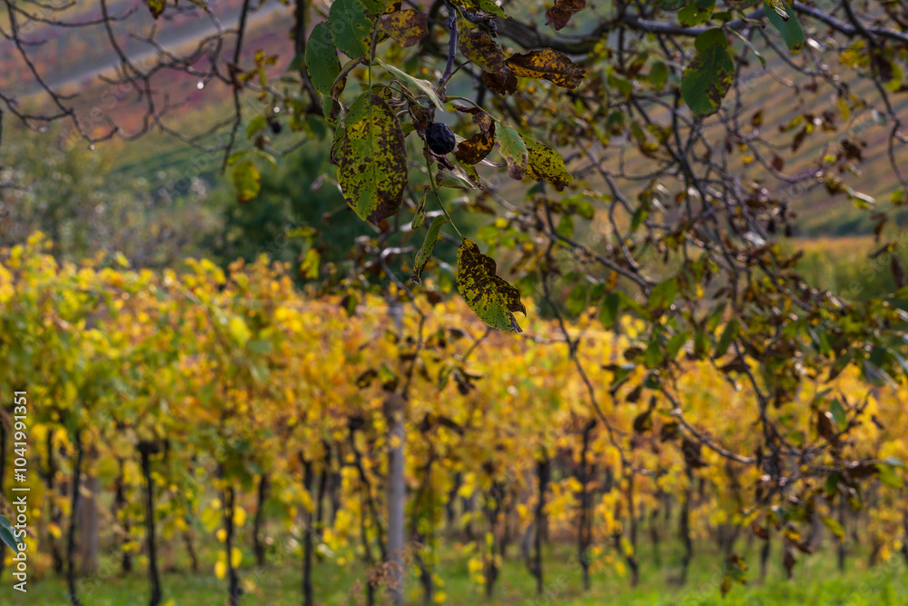 Fototapeta premium Autumn vineyard landscape. Palava vineyards and grapes in the evening light.