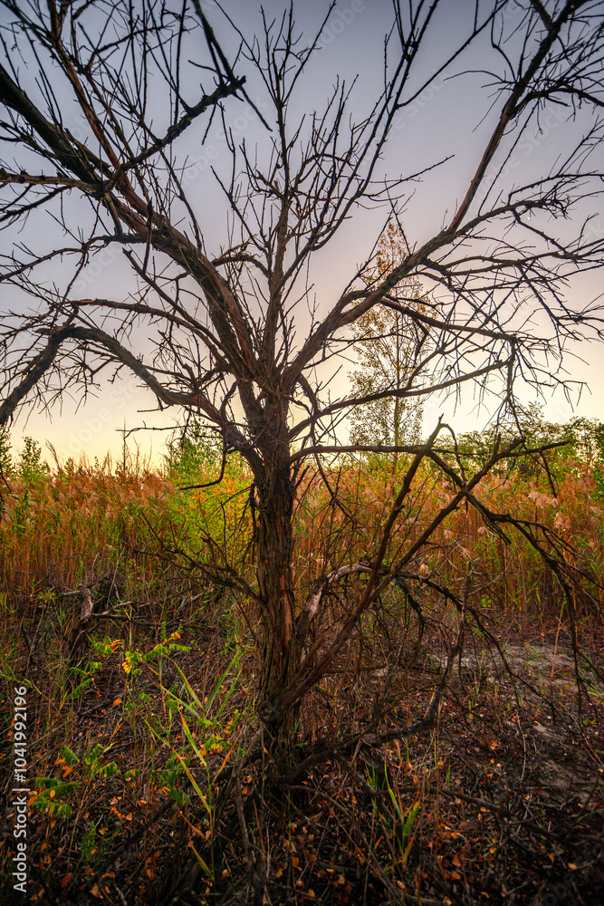 Trees at autumn morning ,sunrise through the trees .Forest with sand ,leaves on the sand and ground.Landscape photography in wild places ,traveling to sand quarry at fall season , morning on quarry Trees at autumn morning ,sunrise through the trees .Forest with sand ,leaves on the sand and ground.Landscape photography in wild places ,traveling to sand quarry at fall season , morning on quarry