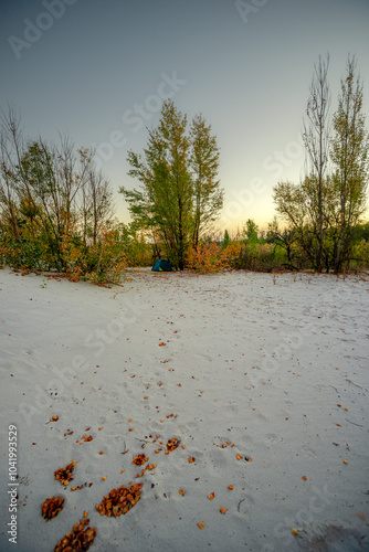 Sand quarry at fall season, trees grow up through the sand,autumn morning in the guarry,yellow and golden colors of leaves on the ground and on trees.Autumn beautiful landscape , Ukraine nature photo