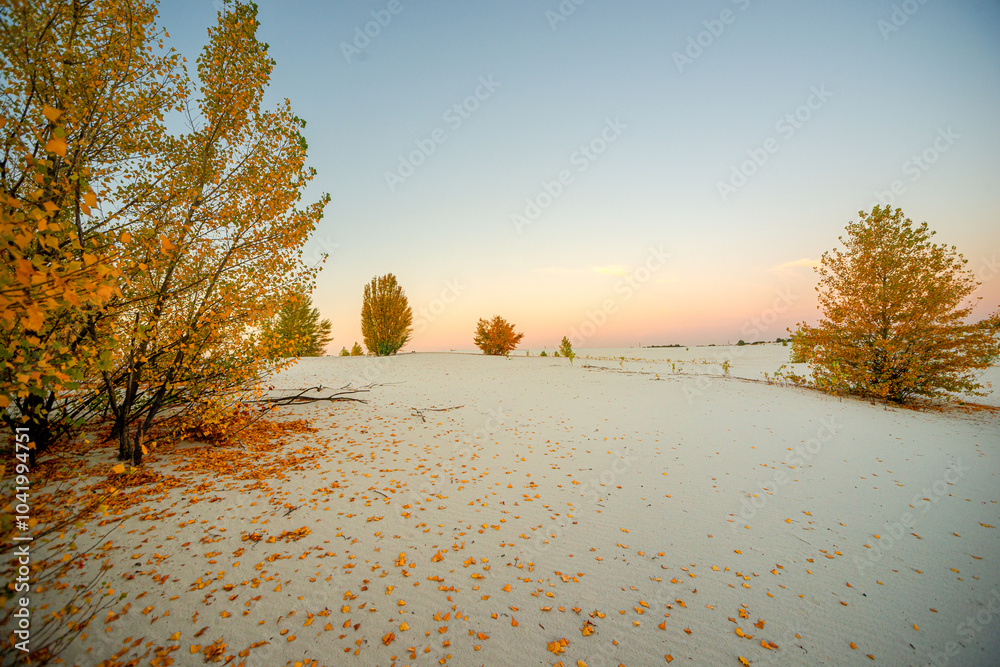 Obraz premium Sand quarry at fall season, trees grow up through the sand,autumn morning in the guarry,yellow and golden colors of leaves on the ground and on trees.Autumn beautiful landscape , Ukraine nature