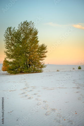 Wallpaper Mural Trees and grass on the sand quarry,landscape photography in the forest with sand ,trees at autumn morning.Yellow and oranges colors.Autumn season,wild quarry with white sand and trees on it  Torontodigital.ca