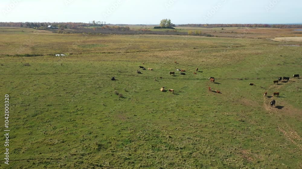 Aerial view of a herd of cattle on the grassland