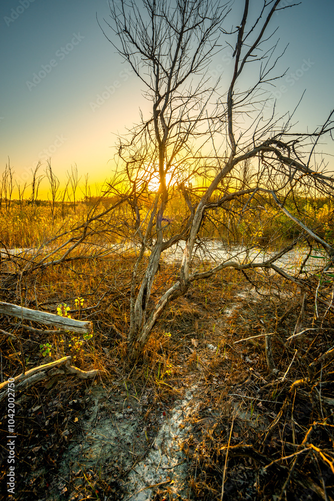 Obraz premium Landscape with sunrise leaves on ground , sand quarry , path on the sand .Old and mystery trees stand and grows through the sand .Orange and golden sunrise over the branches,october in the forest . 
