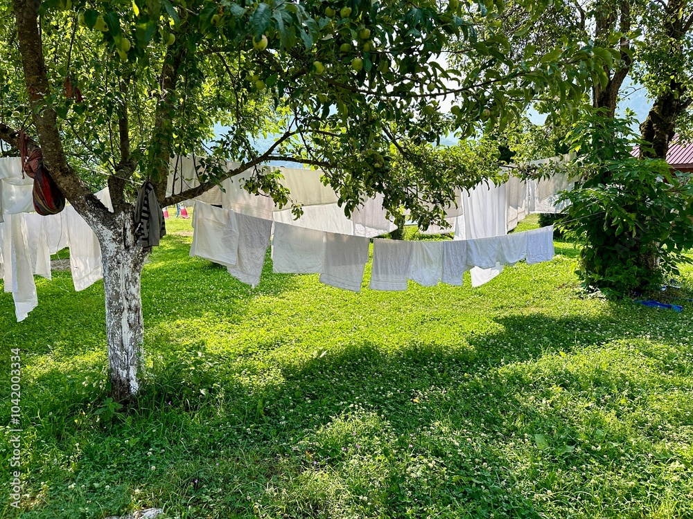 Laundry hanging on a line between trees in a peaceful orchard Laundry hanging on a line between trees in a peaceful orchard