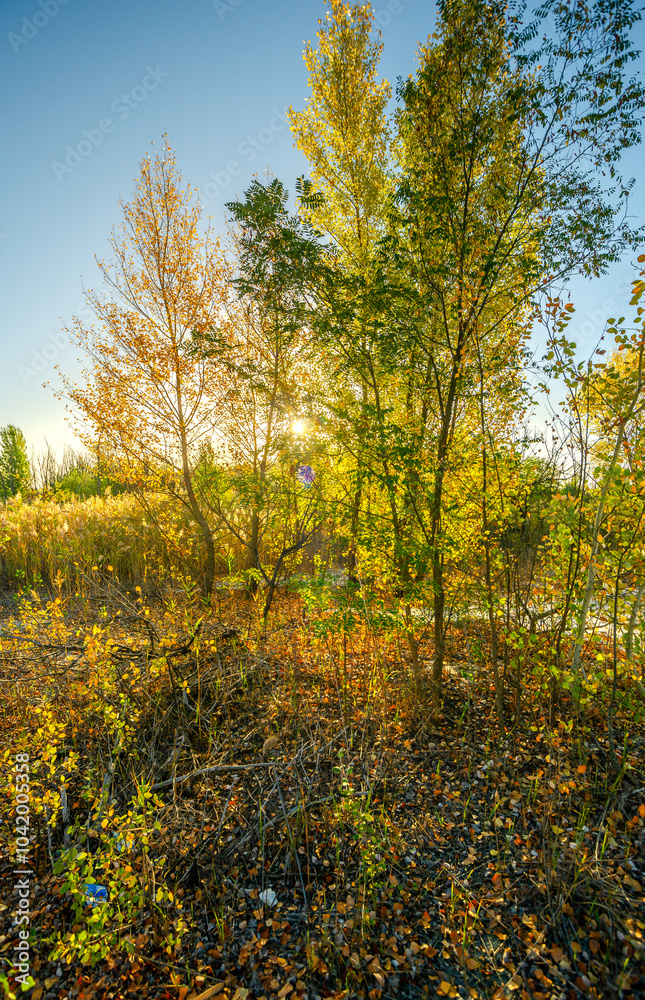 Landscape with sunrise leaves on ground , sand quarry , path on the sand .Old and mystery trees stand and grows through the sand .Orange and golden sunrise over the branches,october in the forest . Landscape with sunrise leaves on ground , sand quarry , path on the sand .Old and mystery trees stand and grows through the sand .Orange and golden sunrise over the branches,october in the forest .
