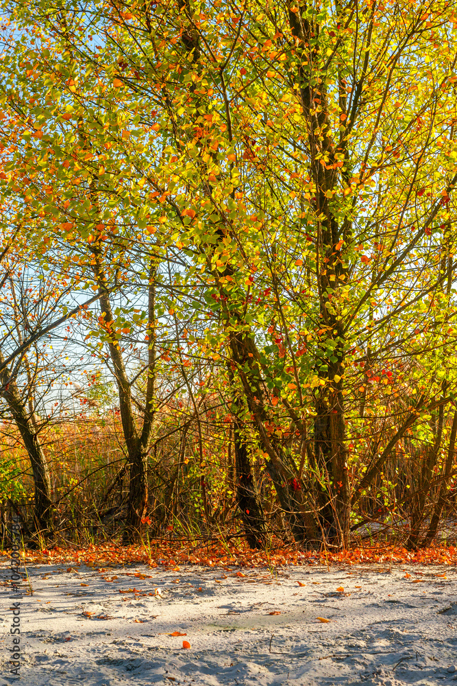Sand quarry at the autumn morning in the golden hour , yellow and orange leaves on trees , beautiful landscape on the sand quarry, Ukrainian sands quarry, october season . Landscape with orange trees Sand quarry at the autumn morning in the golden hour , yellow and orange leaves on trees , beautiful landscape on the sand quarry, Ukrainian sands quarry, october season . Landscape with orange trees