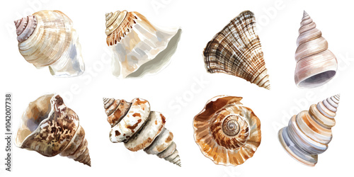 Set watercolor various seashells fossil in different shapes design resources elements isolated on transparent background