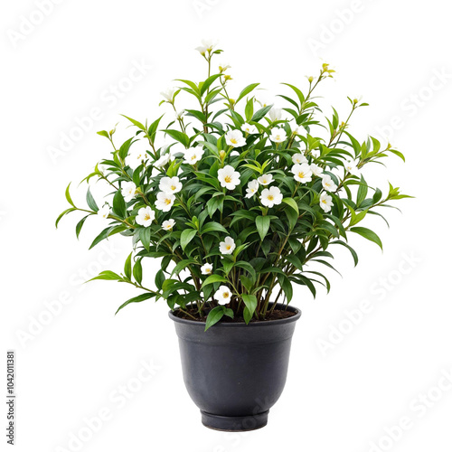 a potted plant with white flowers,png transparent background 