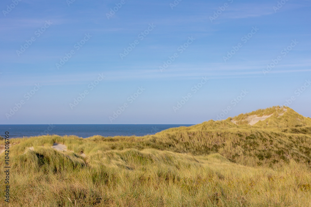 White sand beach at north sea coast, European marram grass (beach grass) on the dune, Ammophila arenaria is a species of grass in the family Poaceae, Dutch Wadden Sea island, Terschelling, Netherlands White sand beach at north sea coast, European marram grass (beach grass) on the dune, Ammophila arenaria is a species of grass in the family Poaceae, Dutch Wadden Sea island, Terschelling, Netherlands