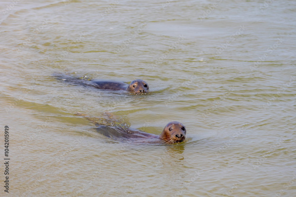 Fototapeta premium Seals in its natural habitat swimming in Dutch North Sea (Noordzee) The earless seals phocids or true seals are one of the three main groups of mammals within the seal lineage, Pinnipedia, Netherlands