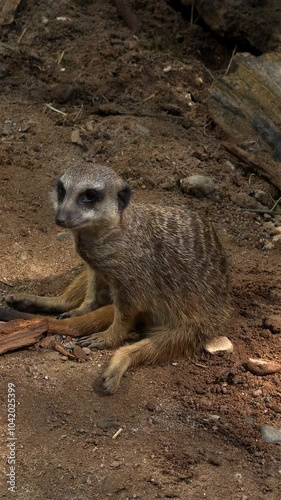 A small meerkat with a long snout is sitting on the ground. Vertical video.