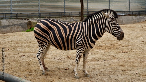 cebra en un zoologico