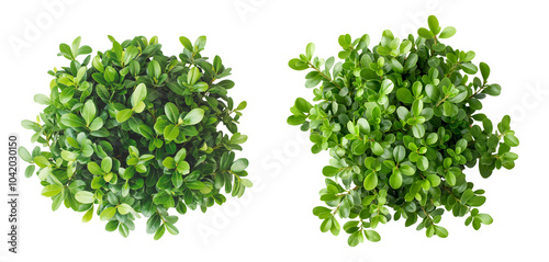 Small bush with green leaves in a top view isolated on a white or transparent background, Cut out PNG