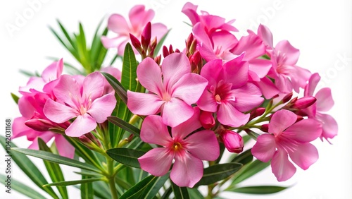 Pink oleander flowers isolated on white background with clipping path