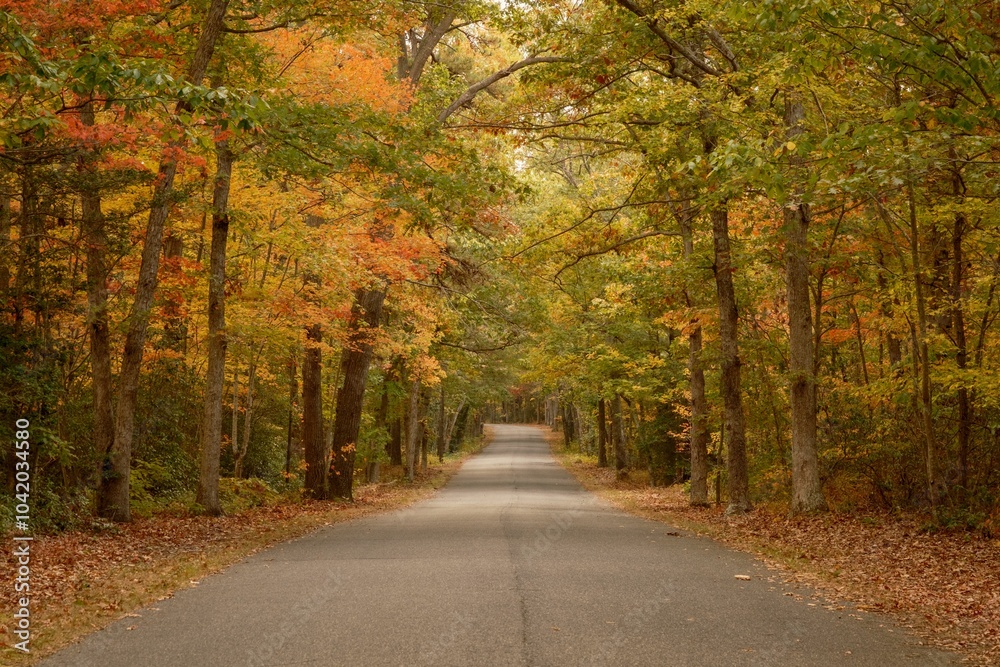 Fototapeta premium Road with autumn color in Belleplain State Forest, Woodbine, New Jersey
