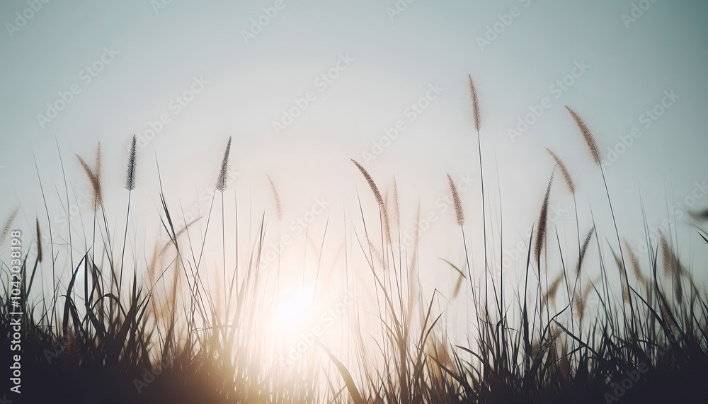 sunset in grass sunset in grass