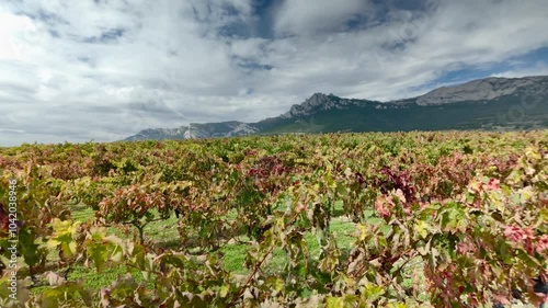 Vineyard Fruits: Grapes in Their Natural Habitat