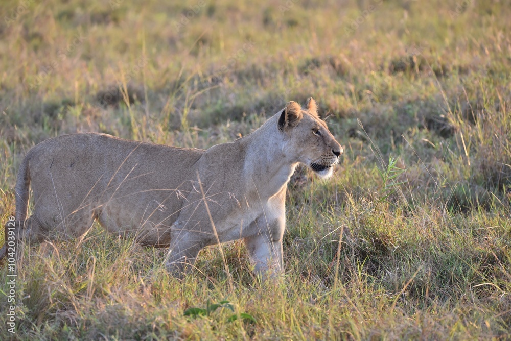 A Lioness starting to hunt in long grass. A Lioness starting to hunt in long grass.