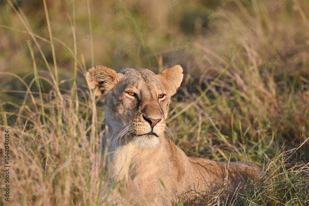 A Lioness lay down in the long grass resting. A Lioness lay down in the long grass resting.