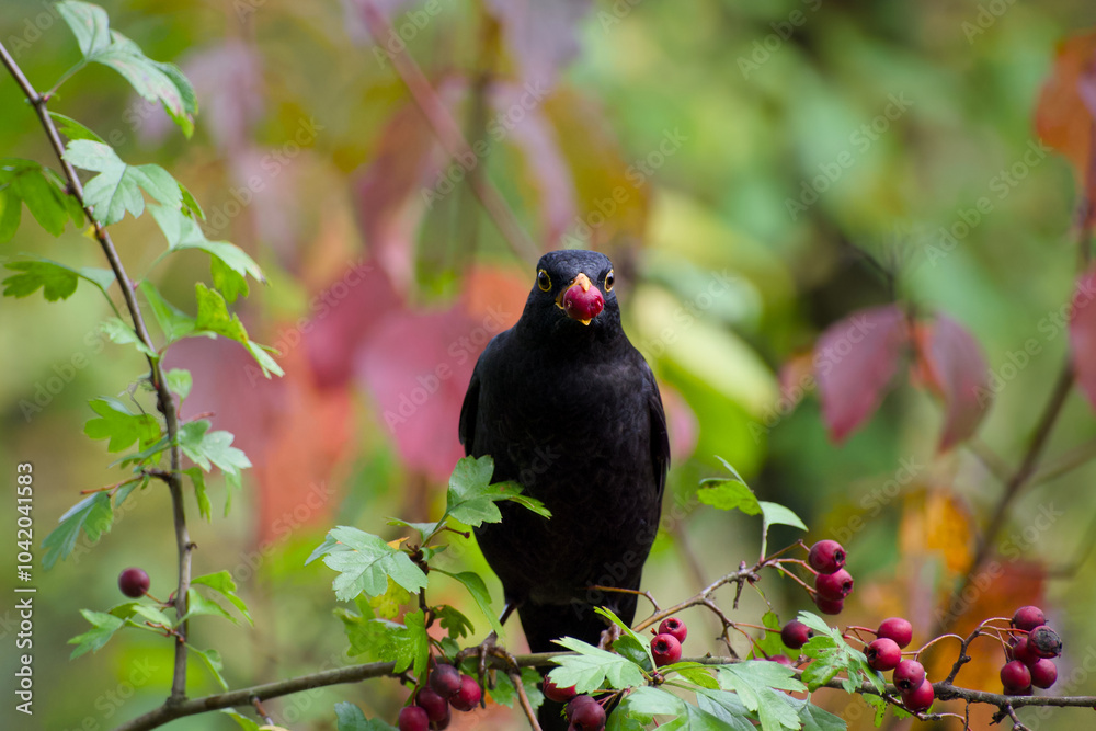 male common blackbird perching on the shrub twig and holding red hawthorn berry in its beak close-up male common blackbird perching on the shrub twig and holding red hawthorn berry in its beak close-up
