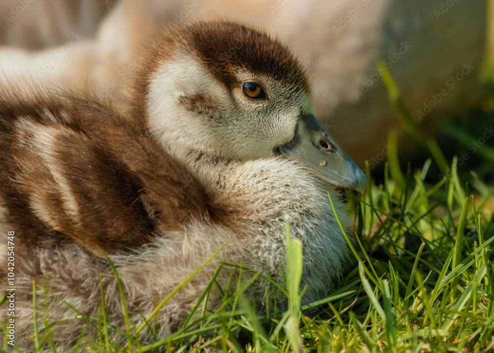 Obraz premium Egyptian gosling sitting on grass