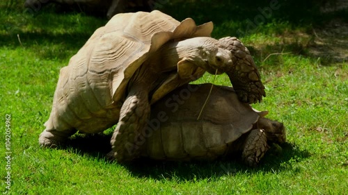 Two turtles are laying on the grass, one of which is looking at the other.