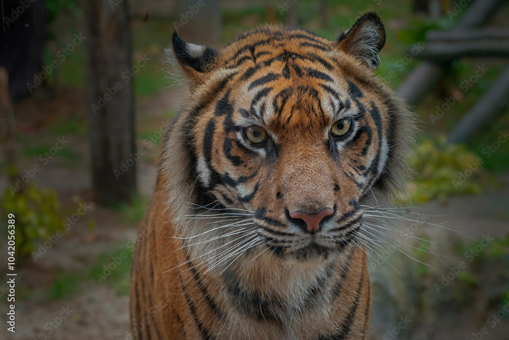 Fototapeta premium tigre