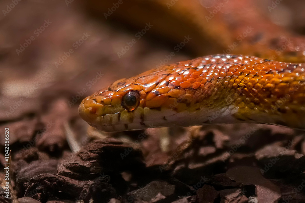 Fototapeta premium cobra