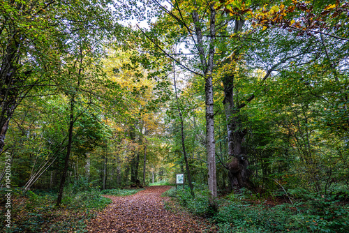 Autumn view at Bernrieder Park on Lake Starnberg, Bavaria, Upper Bavaria, Germany photo