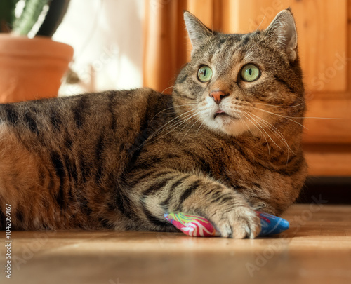 Wallpaper Mural Tabby cat lying on the floor and holding a catnip pillow toy with his paw while sticking the tip of his tongue out Torontodigital.ca