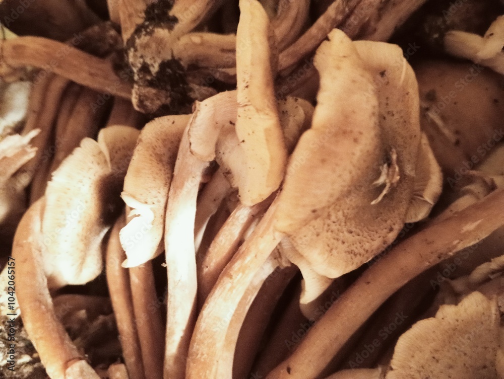 mushrooms on a tree