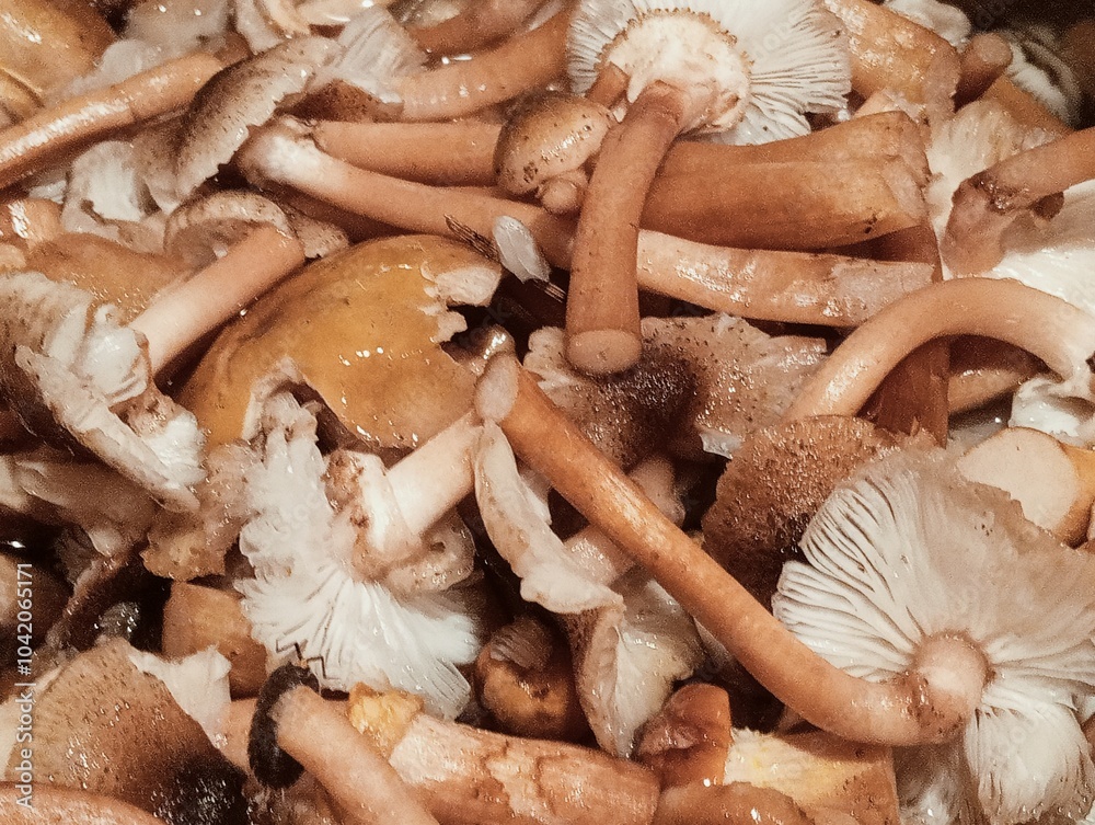 closeup of raw honey mushrooms