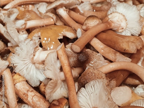 Obraz na płótnie mushrooms in a basket w salonie