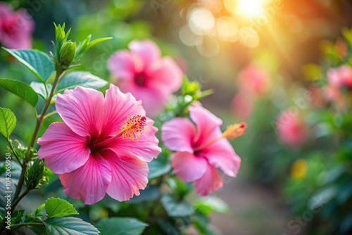 Point of view copy space of hibiscus flowers in corner over soft blur background garden