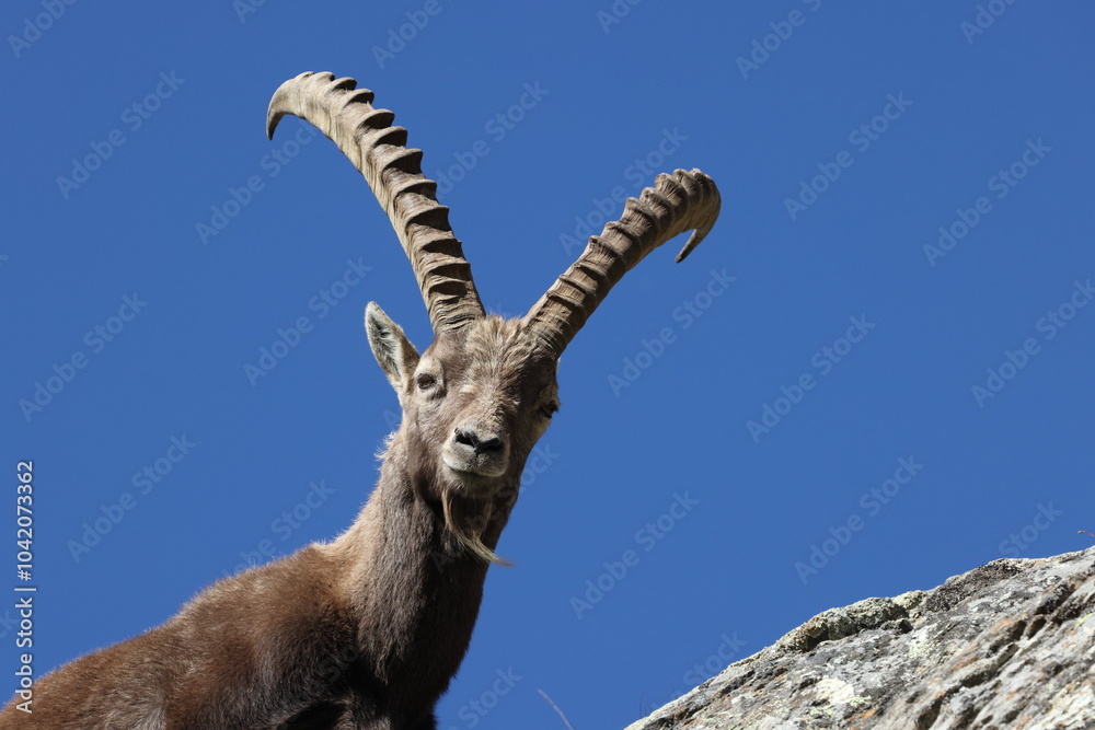 Alpine Ibex (Capra ibex ibex) Aosta Valley Alps, Italy Alpine Ibex (Capra ibex ibex) Aosta Valley Alps, Italy
